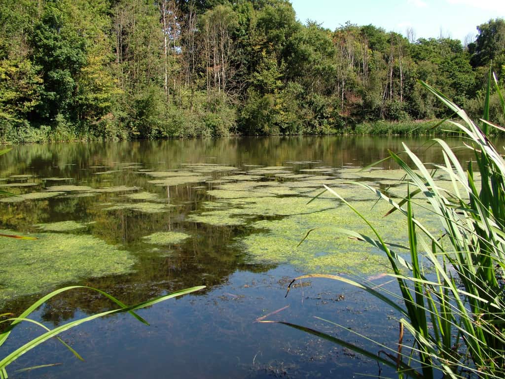 Eaton Bank Pool - Castbooker